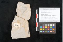 Foto (Objekt + Etikett) von Libocedrus salicornioides Endl. (NHMW-GEO-2024-0188-6749)